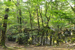 神秘の森　白鳥山「御池」