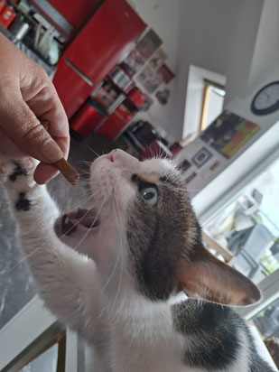 Logan mag Leckerlies_ Foto vom Frauchen