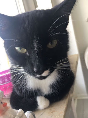 Kater Ace, Foto vom Halter