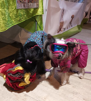 Schnüffelballtester auf der Hundemesse in Knechtsteden