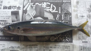 ムロアジ