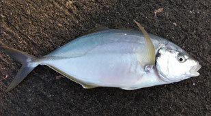 最高級魚「シマアジ」