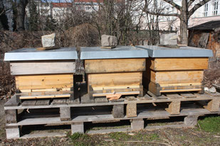 Unser Ursprungs-Bienenvolk (rechts) und die die beiden Ableger haben den Winter überstanden!