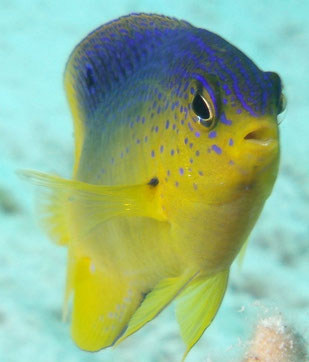 contacto las antillas diving club varadero