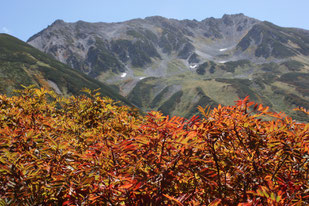 紅葉したナナカマドと立山