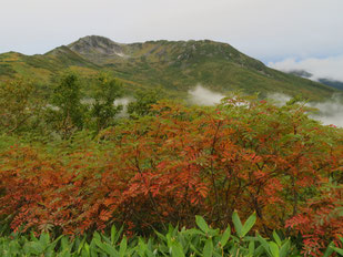 ナナカマドと黒部五郎岳