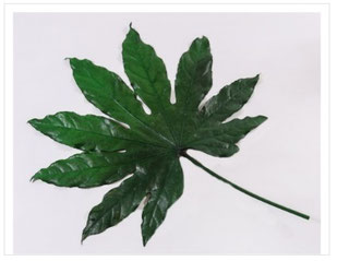 Feuille verte stabilisée