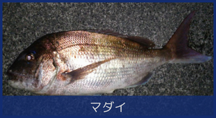 マダイ