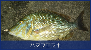 ハマフエフキ（タマン）
