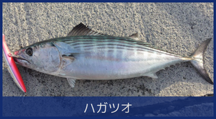 ハガツオ