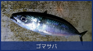 ゴマサバ