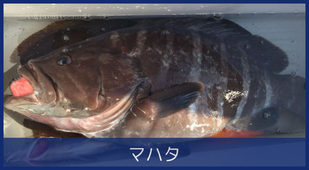 マハタ