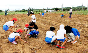 裸地にひまわりの種をまく生徒と、指導する農高生とプロジェクトメンバー