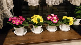 初春の飾り用に購入した４鉢の花