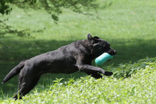 Ayla auf dem Dummy-Workingtest von VITA in 2013