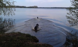 Beide Hunde im Wandlitzsee