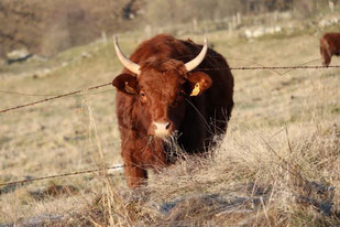 Photo décorative vache