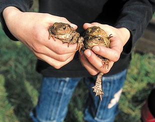 Von NABU-Ehrenamtlichen gerettete Erdkröten (NABU-Pressefoto)
