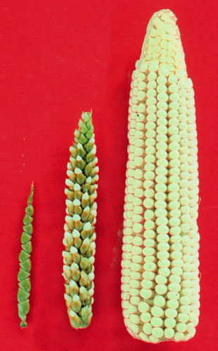 Die Ursprungsform des Mais (Teosinte) vor der Züchtung durch den Menschen im Vergleich zum heutigen Mais. Mitte: Hybrid aus beiden. (Bild 3: John Doebley*)
