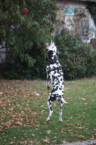Dalmatiner springt auf einer Wiese mit Laub nach einem roten Ball in der Luft, im Hintergrund Sträucher und eine mit Graffiti besprühte Wand.