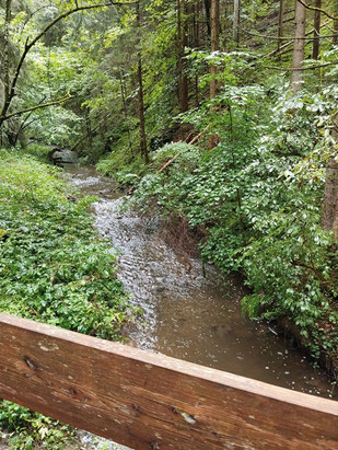 Seltenbach nach dem Regen am 25.08.2023