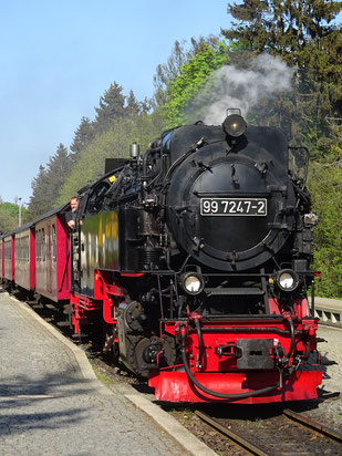 Dampflok der Harzer Schmalspurbahnen von vorne mit mehreren Waggons an einem gepflasterten Bahnsteig