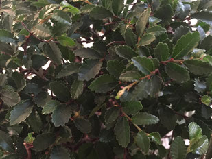 Chinesische Ulme (Ulmus parvifolia), sehr kleine Blätter und feine Verzweigung