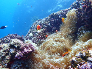 東海岸クマノミ城｜ヒートハートクラブ石垣島