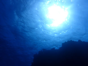 石垣島で「海中も春」のんびり2ダイブ限定