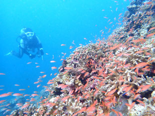キンギョの舞い