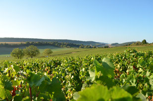 Parcelles de vignes  - © Domaine Debreuille