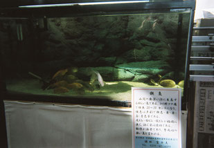 鉄魚