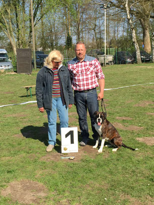 Boxer Hund vonderwaldnielerheide Ausstellung