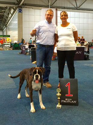 Karla  in Leipzig Boxer Hund vonderwaldnielerheide Ausstellung