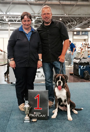German Winner Boxer Hund vonderwaldnielerheide Ausstellung