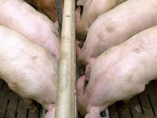 Schweine im Mastbetrieb in Mecklenburg-Vorpommern. Foto: Stefan Sauer/Archiv