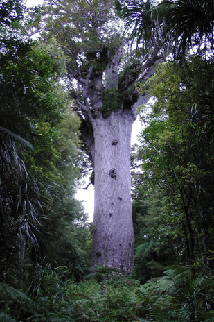 Tane Mahuta