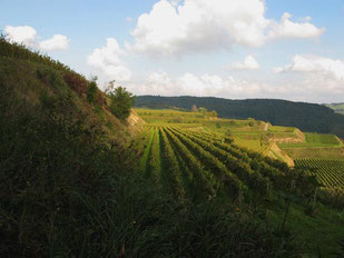 auch schwierigste Hanglagen waren mit Weinreben bepflanzt