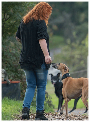 Hund, Hundetrainer, Hundeverhaltenstherapeutin, Hundetraining, Rems-Murr-Kreis