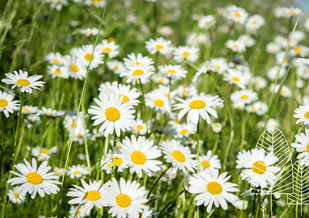 Naturapotheke, TCM Ernährung, Heilkräuter, Workshops, ätherische Öle, Bachblüten