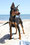 Zwergpinscher