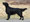 Flat Coated Retriever