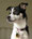 Rat Terrier