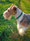 Fox Terrier (Rauhhaar)