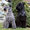 Zwei Kerry Blue Terrier