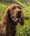 Irish Setter