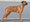 Rhodesian Ridgeback