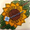 GIRASOL FONDO BLANCO