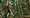Klettern als Gruppenerlebnis - Jugendlicher überquert einen Parcours im CLIMB UP! - Kletterwald 