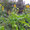 Sonnenblumen